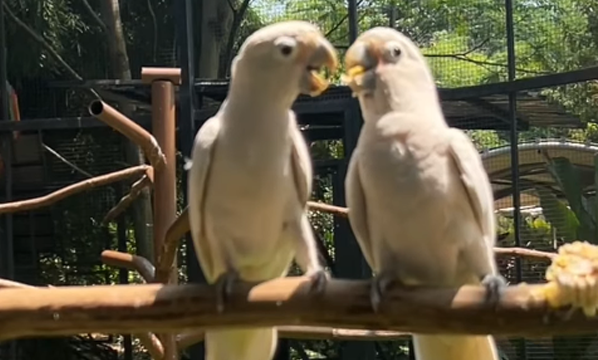 Kakatua jambul kuning <i>Cacatua galerita</i>