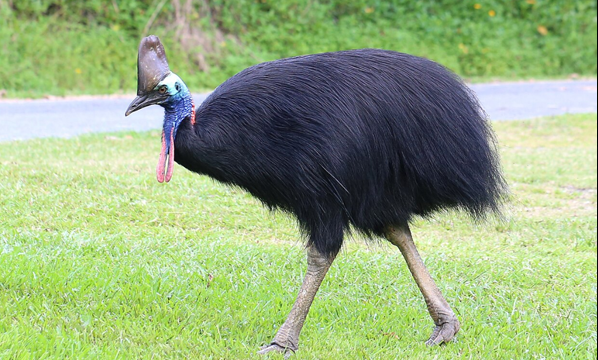 Kasuari selatan <i>Casuarius casuarius</i>