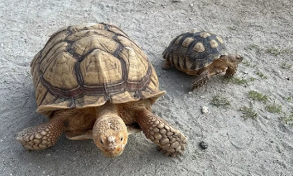 Kura-kura sulcata <br>African spurred tortoise <br> <i>Centrochelys sulcata</i>