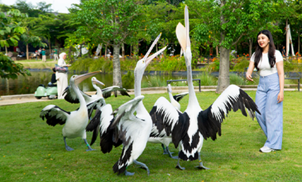 Undan kacamata


Australian pelican


<i>Pelecanus conspicillatus</i>