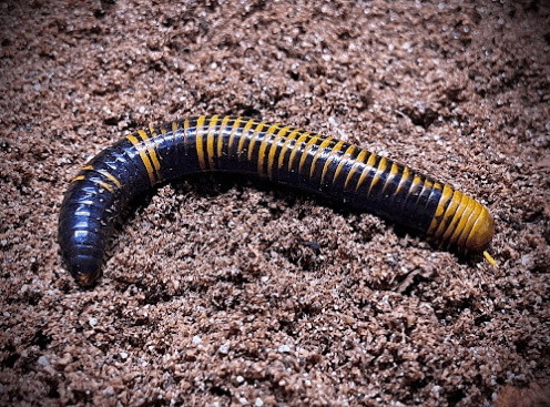 Kaki seribu <br>Millipede <br> <i>Spirostreptida sp.</i>