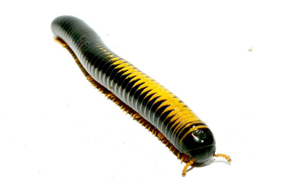 Kaki seribu <br>Millipede <br> <i>Spirostreptida sp.</i>