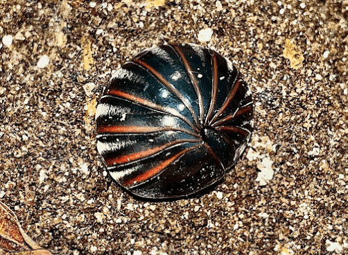 Kaki seribu pil <br>Pill millipede <br> <i>Zephroniidae sp.</i>
