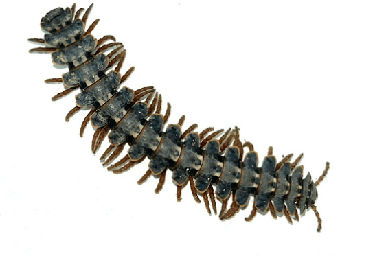 Kaki seribu <br>Millipede <br> <i>Polydesmida sp.</i>