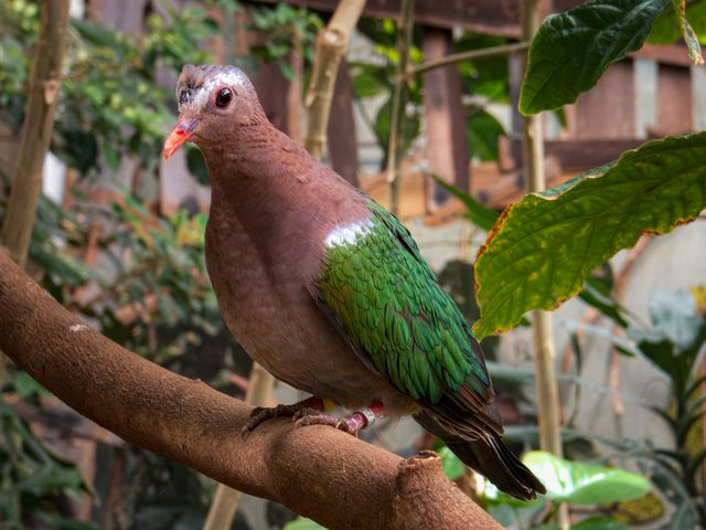 Walik kembang <br>Black-naped fruit dove <br> <i>Ptilinopus melanospilus</i>