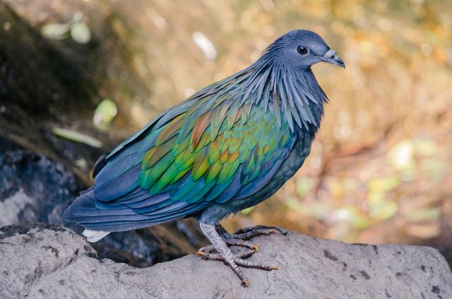 Junai emas <br>Nicobar pigeon <br> <i>Caloenas nicobarica</i>