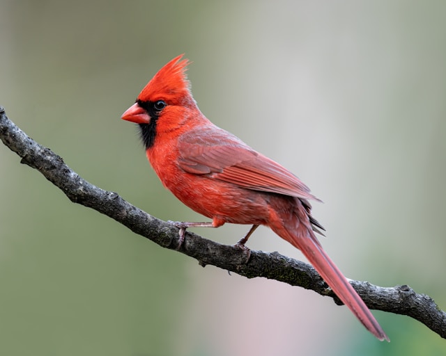 Kardinal merah <br>Northern cardinal <br> <i>Cardinalis cardinalis</i>