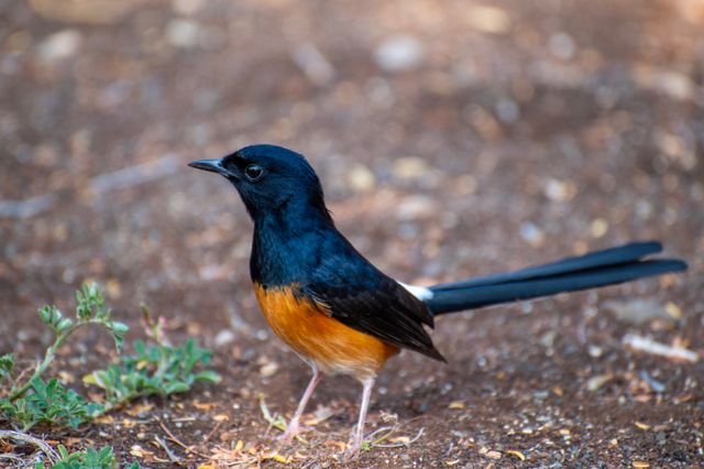Kucica hutan / murai batu <br>White-rumped shama <br> <i>Copsychus malabaricus</i>