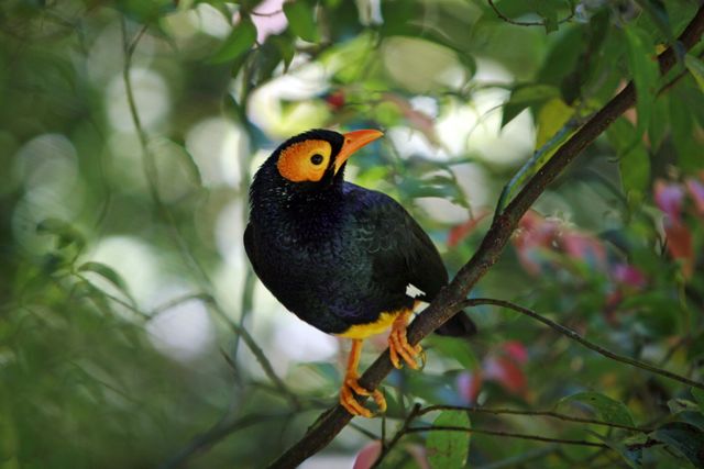 Tiong emas <br>Common hill myna <br> <i>Gracula religiosa</i>