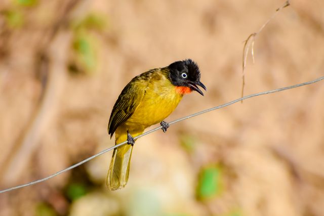 Kutilang emas <br>Ruby-throated bulbul <br> <i>Rubigula dispar</i>