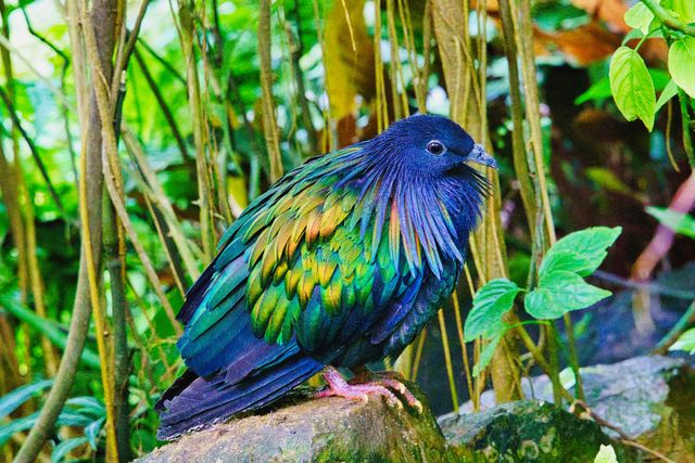 Junai emas <br>Nicobar pigeon <br> <i>Caloenas nicobarica</i>