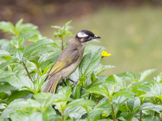 Cucak gunung <br>Orange-spotted bulbul <br> <i>Pycnonotus bimaculatus</i>