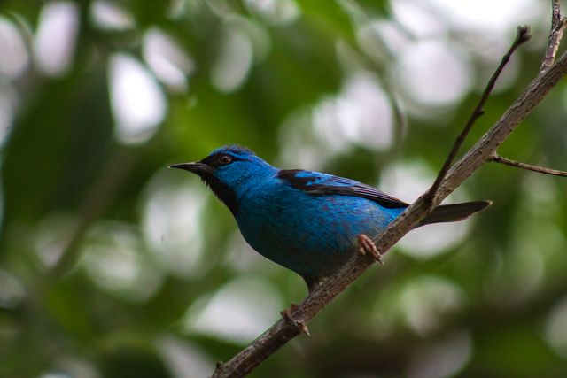 Kacembang gadung <br>Javan fairy bluebird <br> <i>Irena puella turcosa</i>