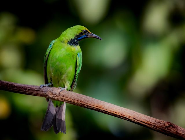 Cica daun besar <br>Greater green leafbird <br> <i>Chloropsis sonnerati</i>