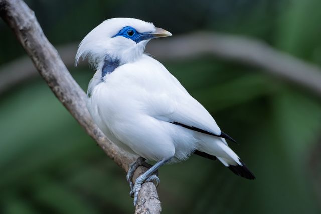 Jalak bali <br>Bali myna <br> <i>Leucopsar rothschildi</i>