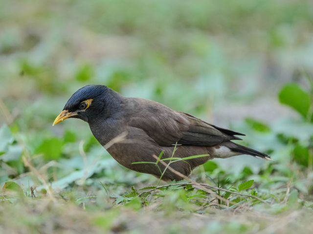 Kerak kerbau / jalak kerbau <br>Javan myna <br> <i>Acridotheres javanicus</i>