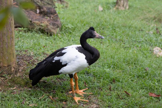Boha wasur <br>Magpie goose <br> <i>Anseranas semipalmata</i>