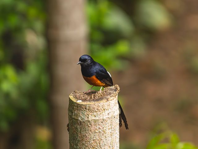 Murai batu / kucica hutan <br>White-rumped shama <br> <i>Copsychus malabaricus</i>