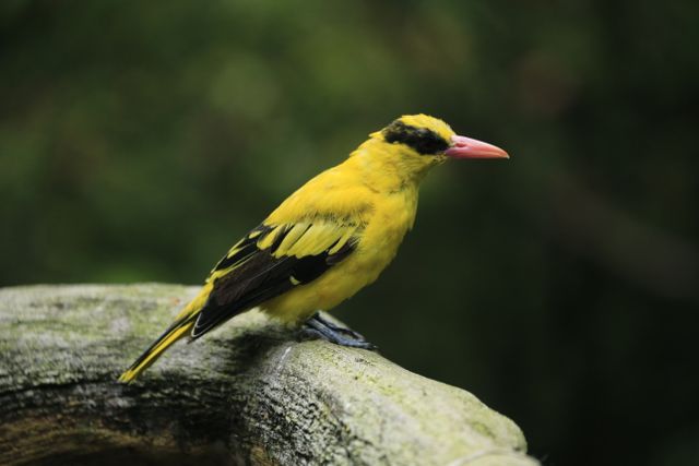 Kepudang kuduk hitam <br>Black-naped oriole <br> <i>Oriolus chinensis</i>