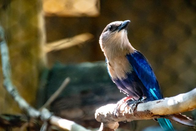 Roller perut biru <br>Blue-bellied roller <br> <i>Coracias cyanogaster</i>