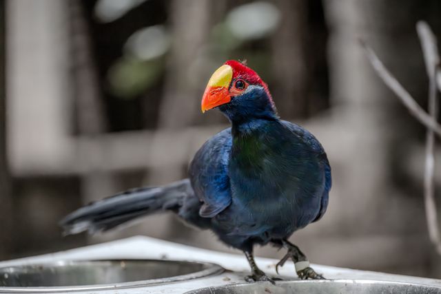 Turaco ungu <br>Violet turaco <br> <i>Musophaga violacea</i>
