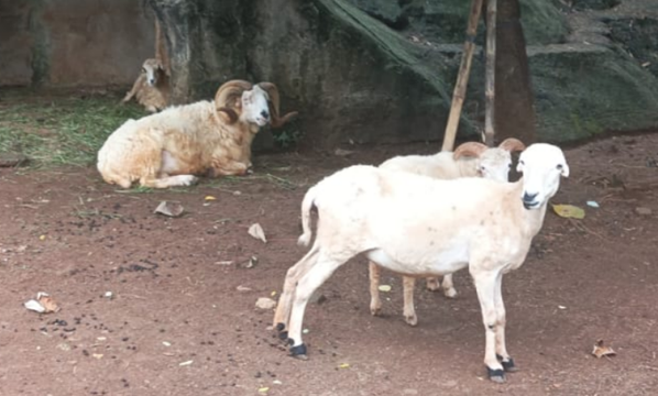 Domba priangan <br>Priangan sheep <br> <i>Ovis aries</i>