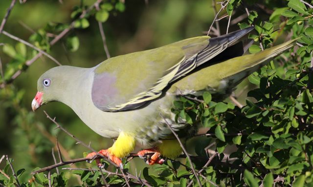 Punai penganten <br>Gray-cheeked green-pigeon <br> <i>Treron griseicauda</i>
