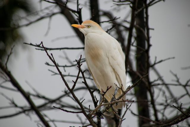 Kuntul kerbau <br>Cattle egret <br> <i>Bubulcus ibis</i>