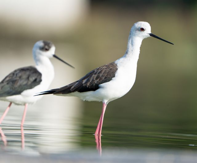 Gagang bayam <br>Pied stilt <br> <i>Himantopus leucocephalus</i>