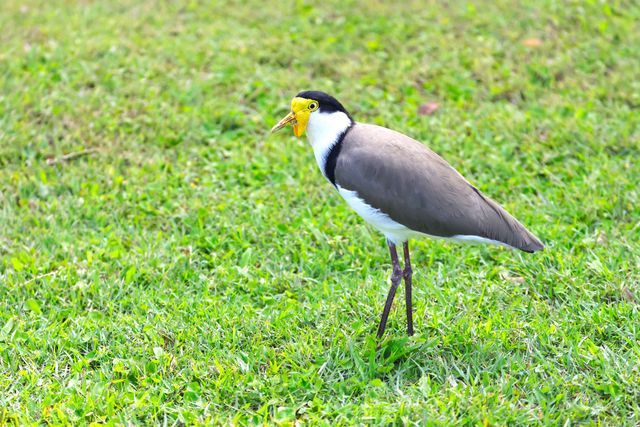 Trulek topeng <br>Masked lapwing <br> <i>Vanellus miles</i>