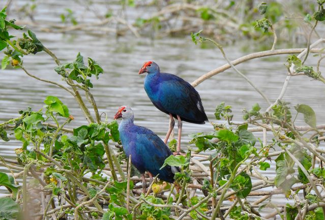 Mandar biru <br>Black-backed swamphen <br> <i>Porphyrio indicus</i>