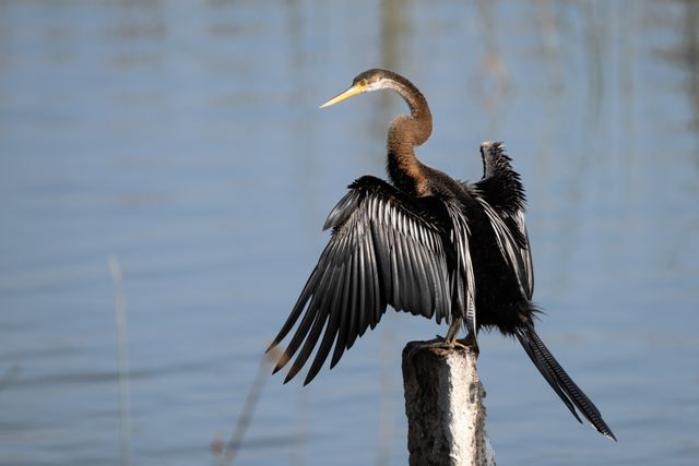 Pecuk ular asia <br>Oriental darter <br> <i>Anhinga sp.</i>