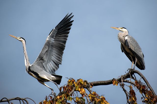 Cangak abu <br>Gray heron <br> <i>Ardea cinerea</i>