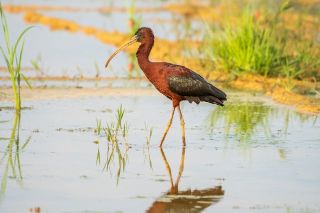 Ibis roko-roko <br>Glossy ibis <br> <i>Plegadis falcinellus</i>