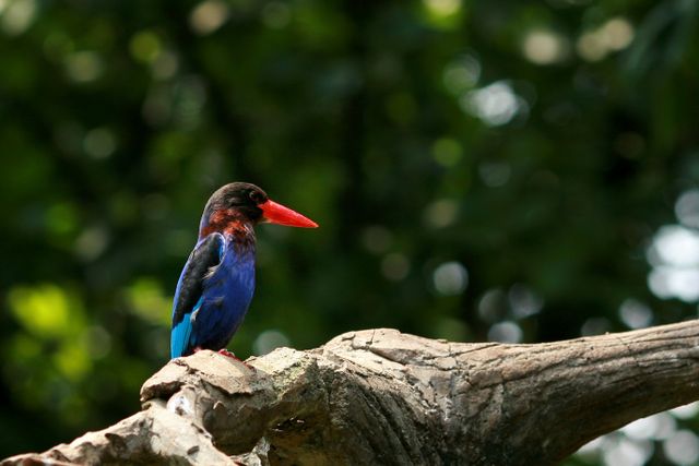 Cekakak jawa <br>Javan kingfisher <br> <i>Halcyon cyanoventris</i>