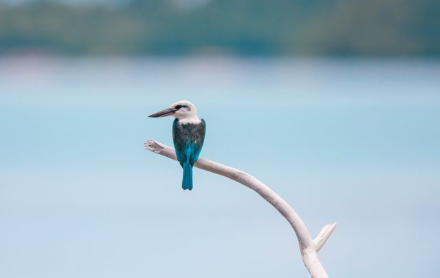 Cekakak sungai <br>Collared kingfisher <br> <i>Todiramphus chloris</i>