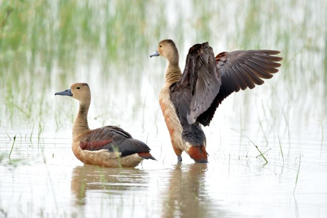 Belibis kembang <br>Wandering whistling duck <br> <i>Dendrocygna arcuata arcuata</i>
