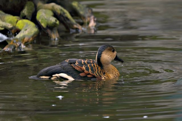 Belibis totol <br>Spotted whistling duck <br> <i>Dendrocygna guttata</i>