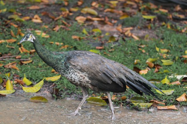 Merak hijau <br>Green peafowl <br> <i>Pavo muticus</i>