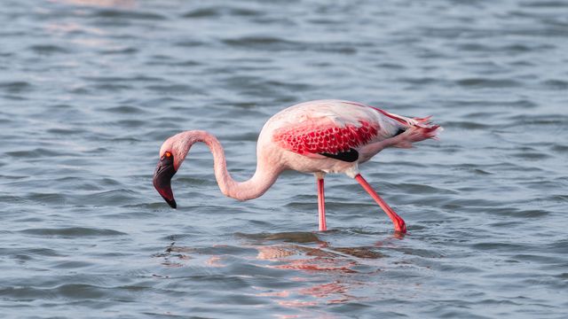 Flamingo kecil <br>Lesser flamingo <br> <i>Phoeniconaias minor</i>