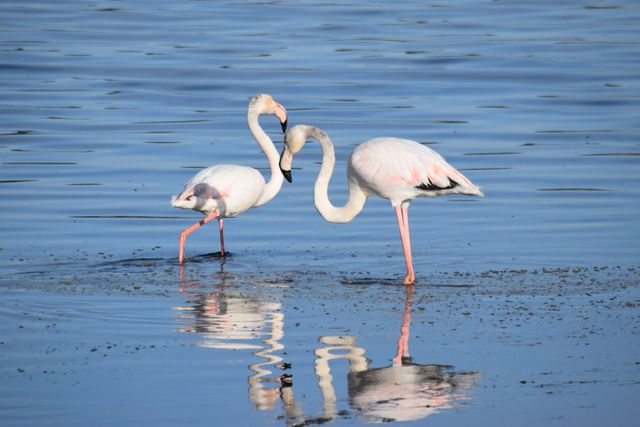 Flamingo besar <br>Greater flamingo <br> <i>Phoenicopterus roseus</i>