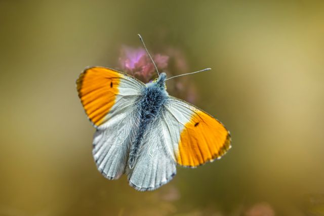 Ujung jingga besar <br>Great orange tip <br> <i>Hebomoia glaucippe</i>