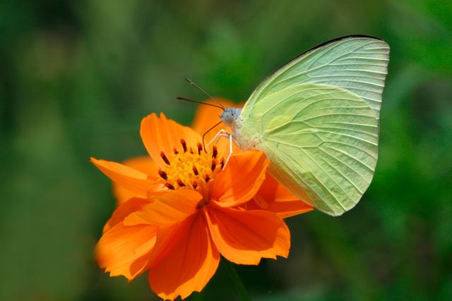 Migran biasa <br>Common emigrant <br> <i>Catopsilia pomona</i>