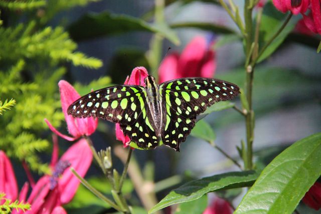 Sayap segitiga berekor <br>Tailed jay <br> <i>Graphium agamemnon</i>