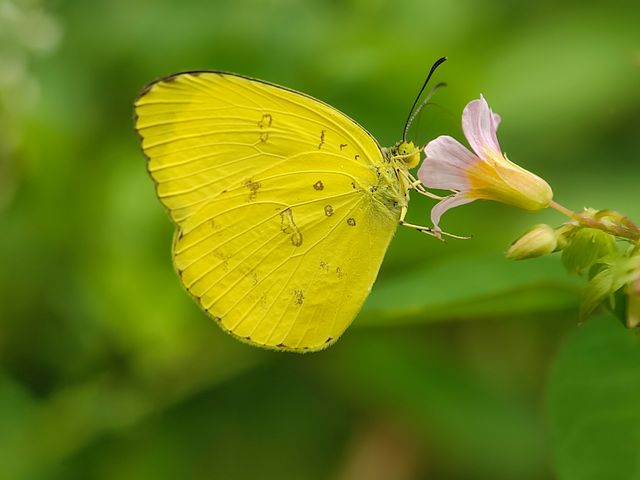 Alang-kuning bintik tiga, Alang-kuning biasa <br>Three-spot grass yellow, Common grass yellow <br> <i>Eurema blanda & Eurema hecabe</i>