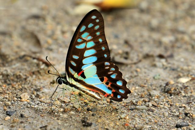 Sayap segitiga biru <br>Blue triangle <br> <i>Graphium sarpedon</i>