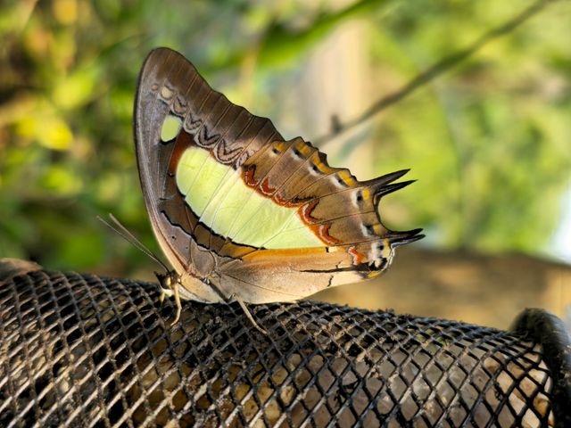 Nawab biasa <br>Common nawab <br> <i>Polyura athamas</i>