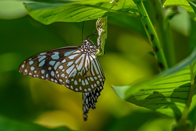 Macan abu-abu <br>Grey glassy tiger <br> <i>Ideopsis juventa</i>