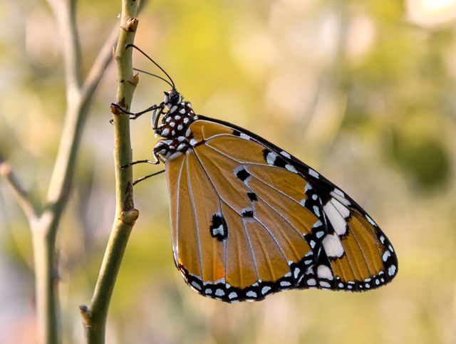Macan polos <br>Plain tiger <br> <i>Danaus chrysippus</i>