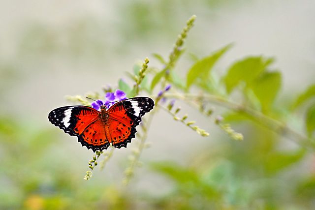 Sayap-renda jingga <br>Orange lacewing <br> <i>Cethosia penthesilea</i>